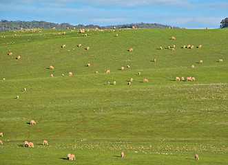 Image showing sheep in the field