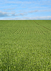 Image showing lush green grass