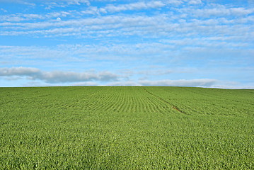 Image showing lush green grass