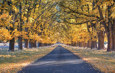 Image showing autumn country road