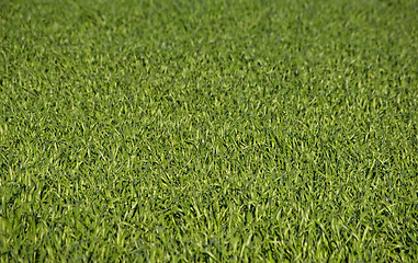 Image showing lush green grass