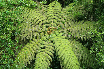 Image showing tree fern in  the rainforest