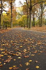 Image showing Pathways within the ramble