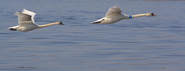 Image showing flying swans