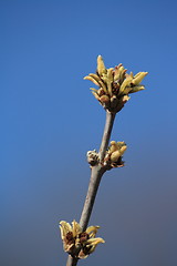 Image showing buds