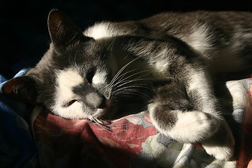 Image showing Sleeping cat