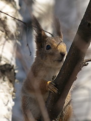 Image showing red squirrel