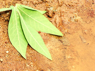 Image showing Leaf on soil