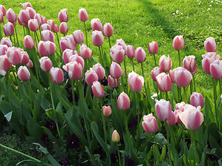 Image showing tulips in a park