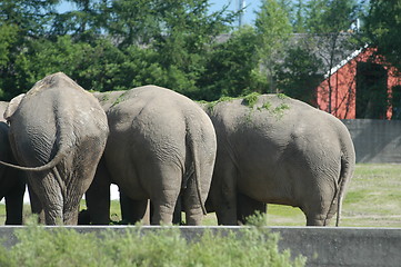 Image showing Elephants