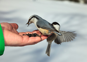 Image showing Birds on the hand