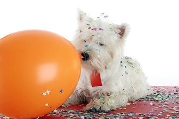 Image showing Dog party