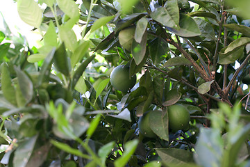 Image showing Lemon tree