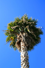 Image showing Tropical Palm Tree