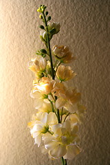 Image showing White Orchid