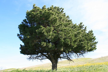 Image showing Single Tree