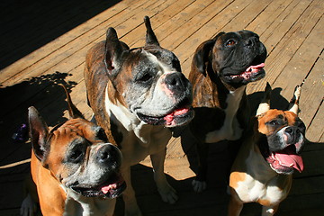 Image showing Four Boxer Dogs