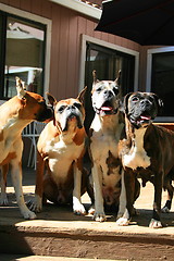 Image showing Four Boxer Dogs