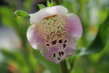 Image showing Foxglove Flower