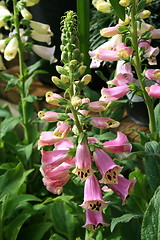 Image showing Foxglove Flower