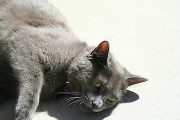 Image showing Gray Domestic Short Hair Cat