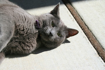 Image showing Gray Domestic Short Hair Cat