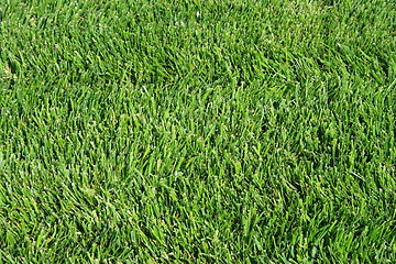 Image showing Green Grass