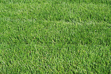 Image showing Green Grass