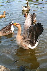 Image showing Grey Goose