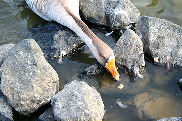 Image showing Grey Goose Eating