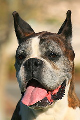 Image showing Happy Boxer Dog