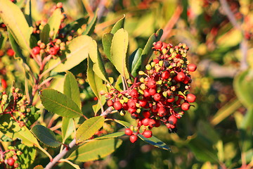 Image showing Holly Berries