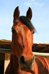 Image showing Dark Brown Horse