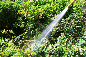 Image showing Water Hose