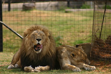 Image showing Lion yawning