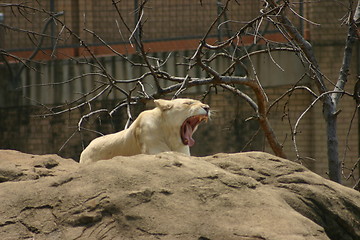 Image showing Lioness yawning