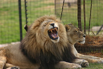 Image showing Lion yawning