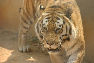 Image showing Tiger