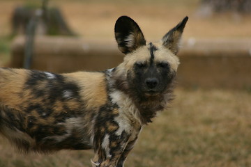 Image showing Cape Hunting Dog