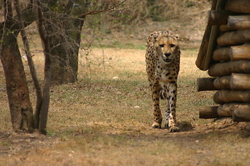 Image showing Cheetah standing