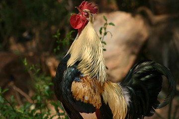 Image showing Rooster