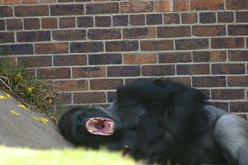 Image showing Gorilla yawning