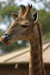 Image showing Giraffe