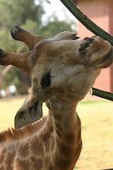 Image showing Giraffe