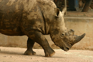 Image showing Rhinoceros