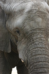 Image showing Elephant