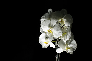 Image showing isolated orchid