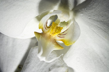 Image showing orchid macro