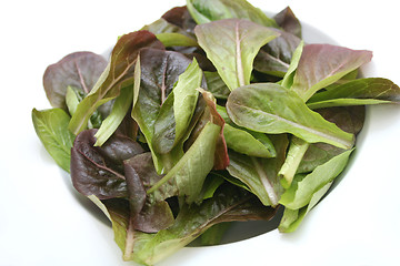 Image showing red fieldsalad