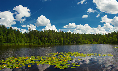 Image showing summer scene